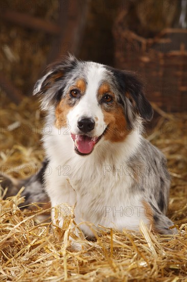 Australian Shepherd