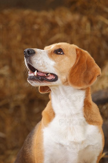 Beagle