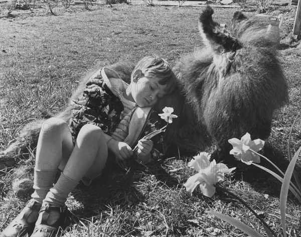 Boy sleeps on a donkey