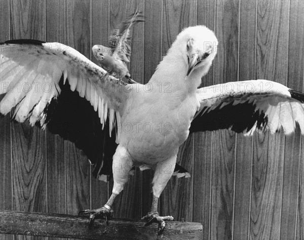 Eagle with parakeet
