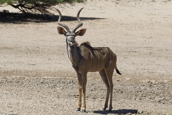 Greater kudu (Tragelaphus strepsiceros)