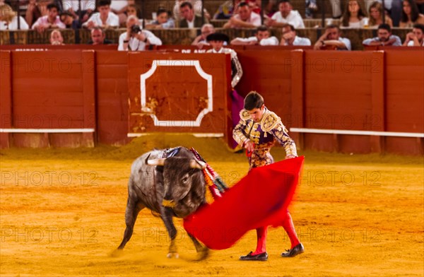 Racing bull with matador