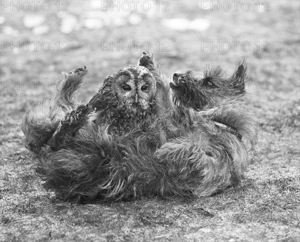Dog with owl