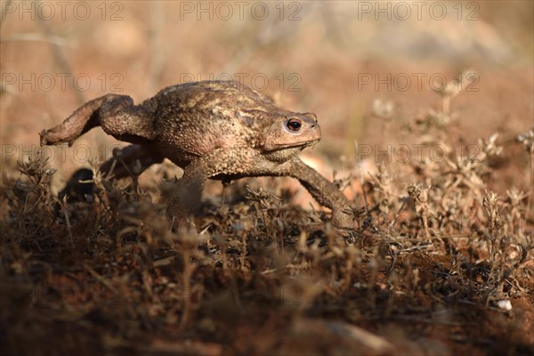 Large female of common toad (Bufo bufo spinosus)