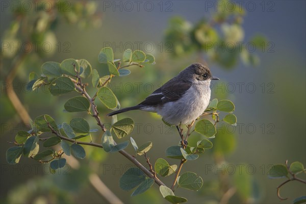 Southern Fiscal Shrike (Lanius collaris) sits on branch
