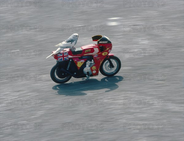 Budgie rides motorcycle