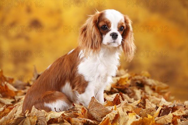 Cavalier King Charles Spaniel