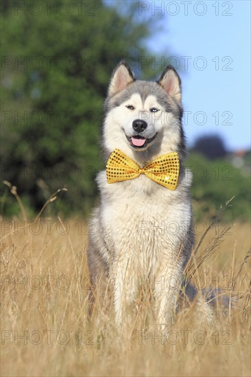 Siberian Husky Malamute half breed