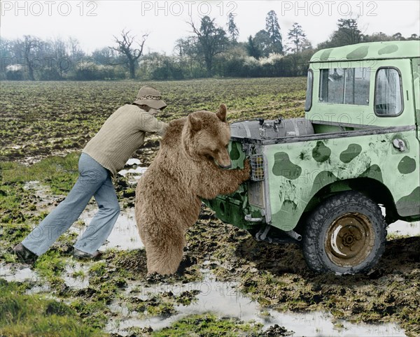 Bear pushes a car with two men