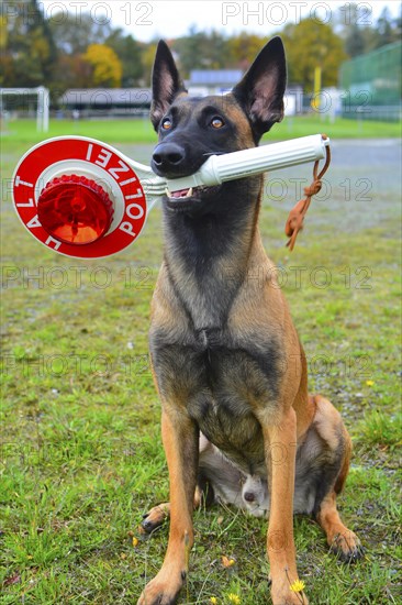 Police dog