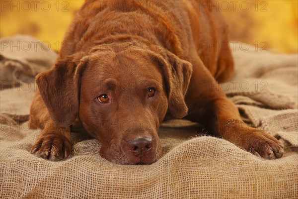 Chesapeake Bay Retriever