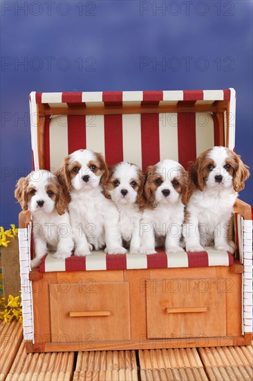 Cavalier King Charles Spaniel