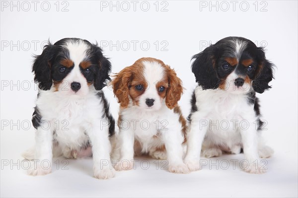 Cavalier King Charles Spaniel