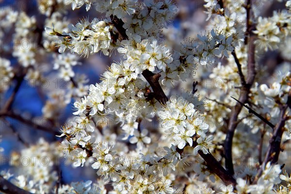 White blossoms