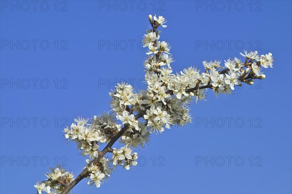 White blossoms