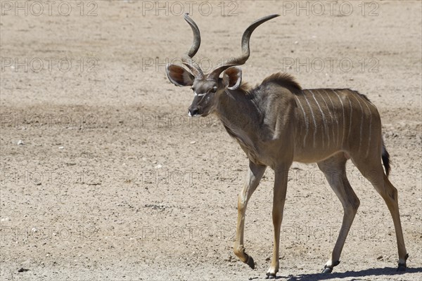 Greater kudu (Tragelaphus strepsiceros)