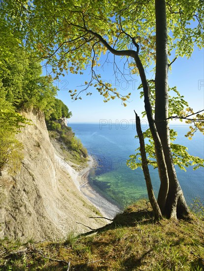 Maple tree at the edge of the cliffs