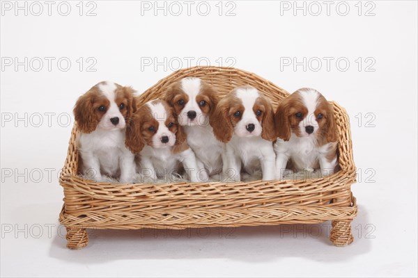Cavalier King Charles Spaniel