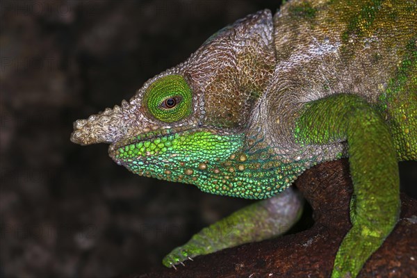 O'Shaughnessy's chameleon (Calumma oshaughnessyi)