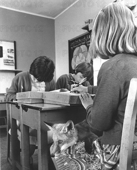 Girl with a fox in school