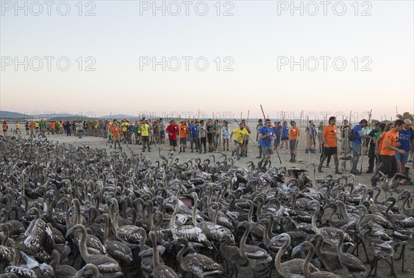 Volunteers at the Laguna de Fuente de Piedra have captured immature Greater Flamingos (Phoenicopterus roseus) which will be ringed and go through a medical check