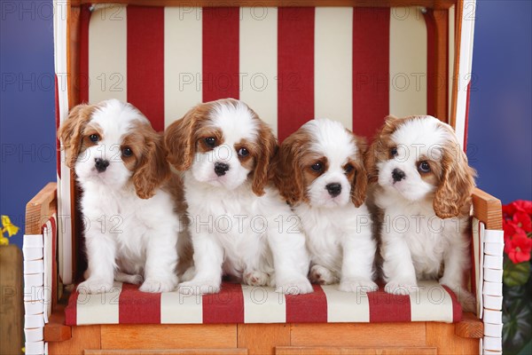 Cavalier King Charles Spaniel