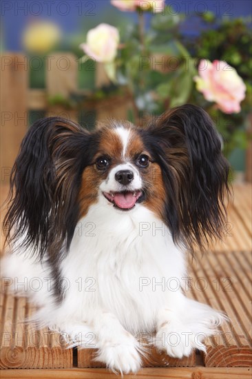 Papillon