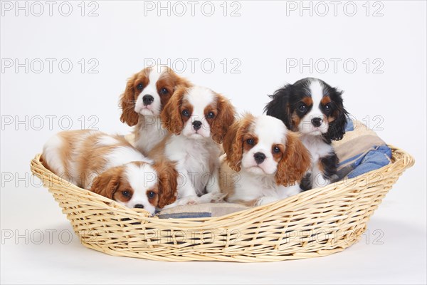 Cavalier King Charles Spaniel