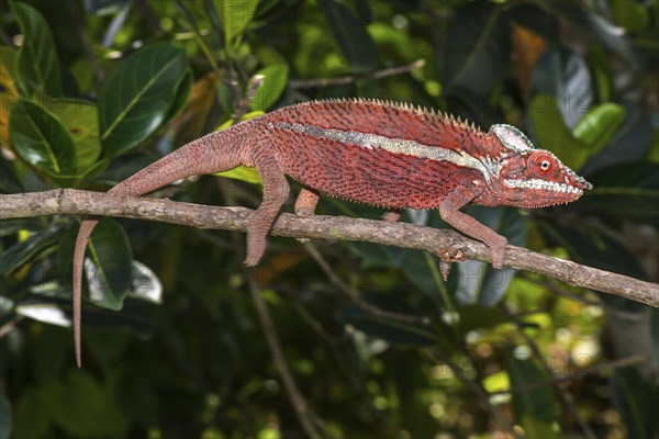 Panther chameleon (Furcifer pardalis)