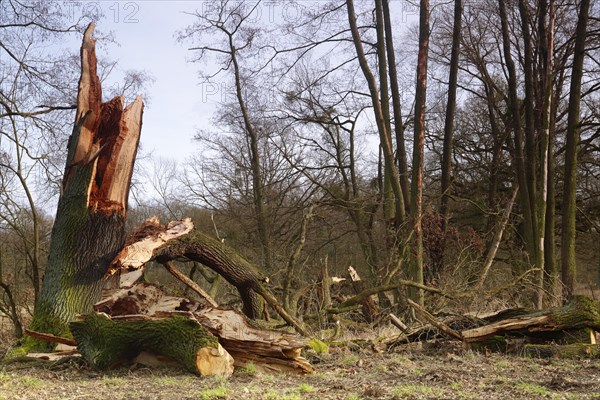Windthrow of an oak
