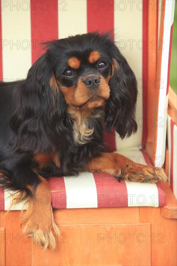 Cavalier King Charles Spaniel