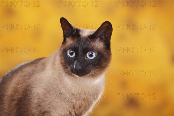 Siamese cat old type