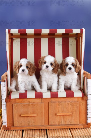 Cavalier King Charles Spaniel
