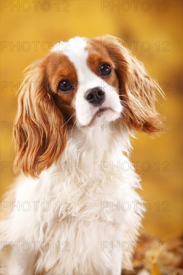 Cavalier King Charles Spaniel