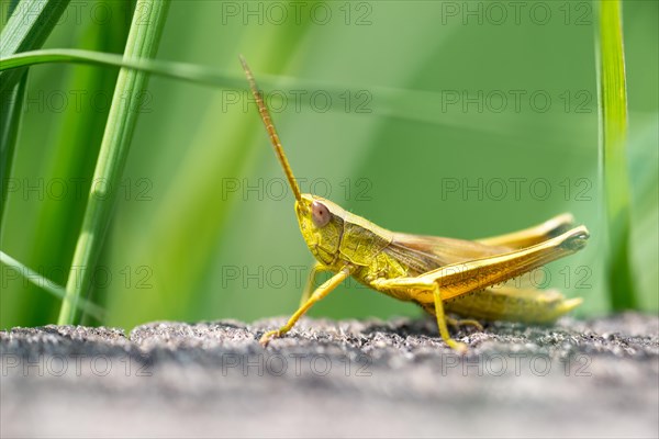 Large gold grasshopper (Chrysochraon dispar)