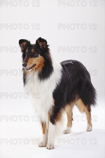 Longhair collie