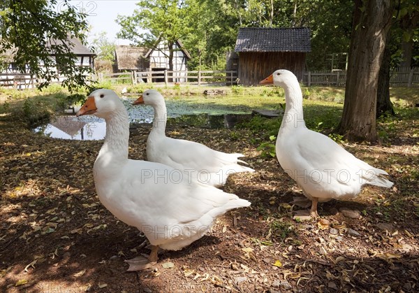 Geese in the open-air museum Kommern