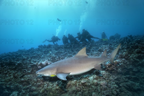 Group of divers watching Sicklefin lemon shark (Negaprion acutidens) floating over coral reefs