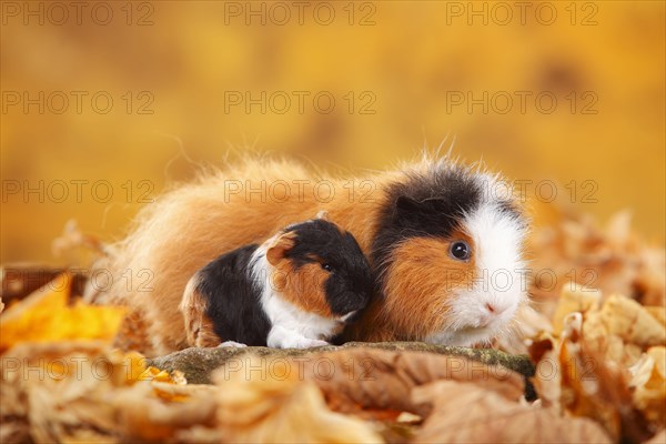 CH-Teddy guinea pigs