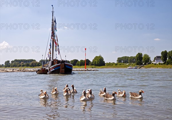 Landmark Hasslter Aak on the Rhine with wild geese
