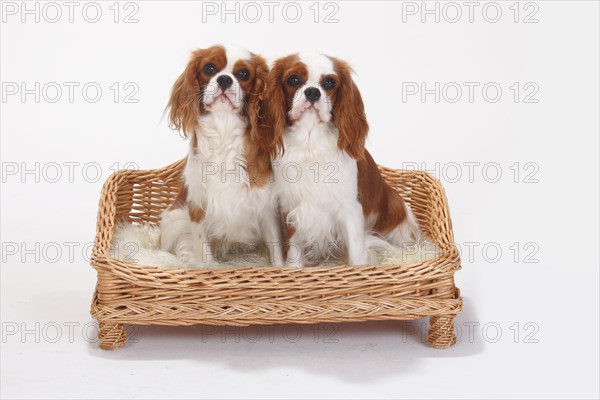 Cavalier King Charles Spaniel