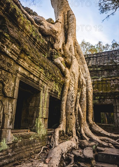 Huge roots of a tree (Tetrameles nudiflora) overgrowning ruins of Ta Prohm temple