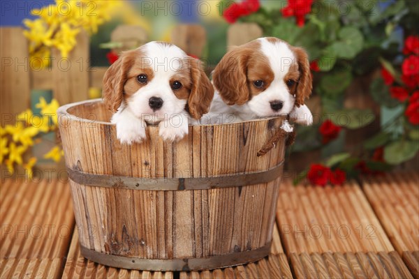 Cavalier King Charles Spaniel