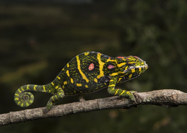 Lesser chameleon (Furcifer minor)