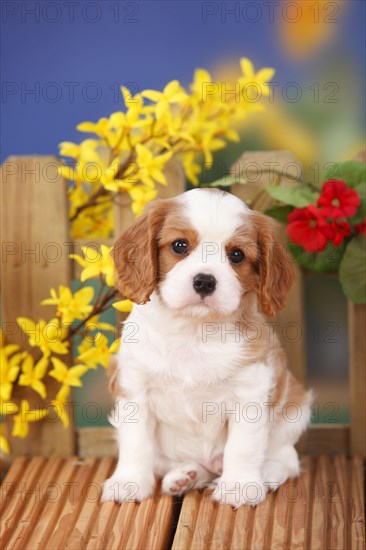 Cavalier King Charles Spaniel