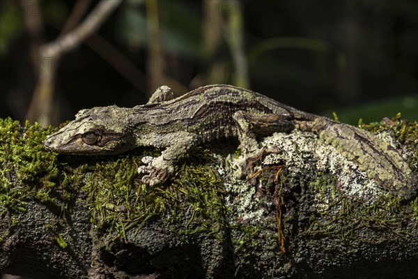 Mossy leaf-tailed gecko (Uroplatus sikorae)