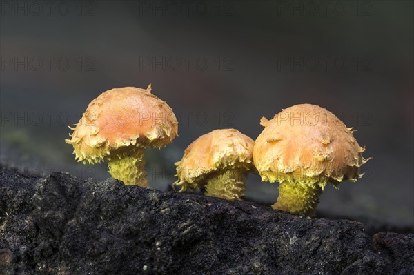 Flaming Pholiota (Pholiota flammans) on deadwood