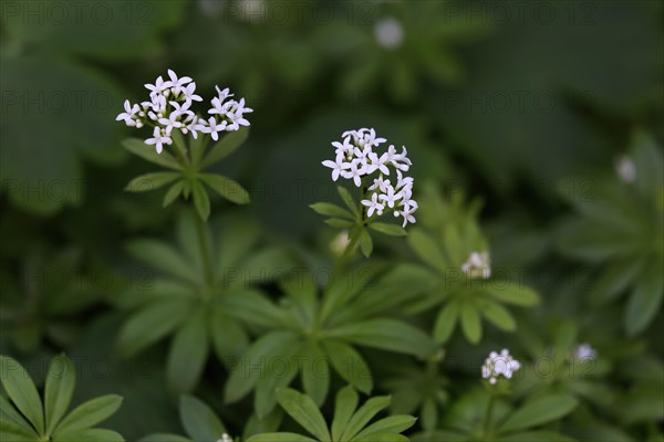Woodruff (Asperula odorata)