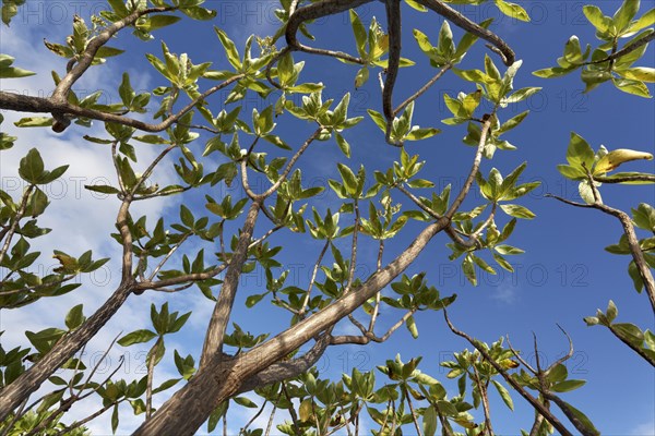 Red mangrove (Rhizophora mangle)