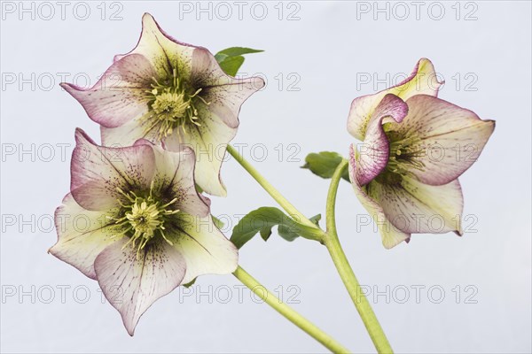 Rosy lenten roses (Helleborus orientalis)